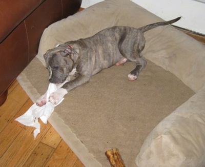 A blue-nose Brindle Pit Bull Terrier puppy is chewing on a paper towel while laying on a dog bed.