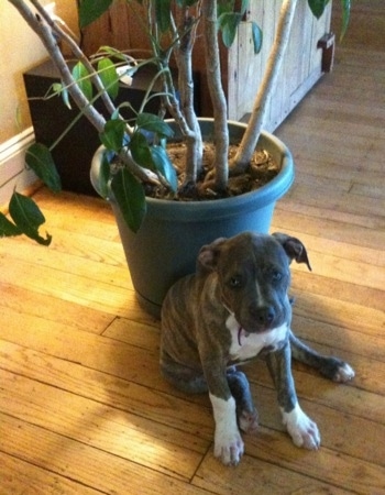 A blue-nose Brindle Pit Bull Terrier puppy is sitting on a hardwood floor leaning against a potted plant.