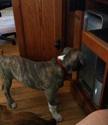 A blue-nose Brindle Pit Bull Terrier puppy is standing in front of a mac pro tower.