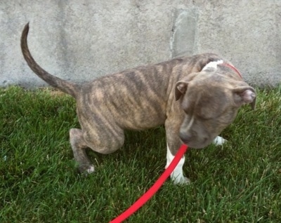 A blue-nose Brindle Pit Bull Terrier puppy is squatting in grass peeing.