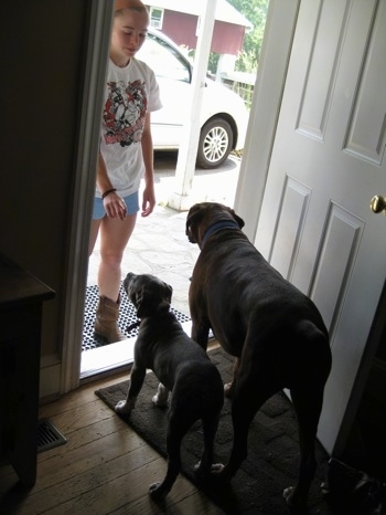 The back of a blue-nose Brindle Pit Bull Terrier puppy and a brown brindle Boxer that are waiting in front of an open door in a living room. There is a girl standing outside in front of them giving them a command to wait.
