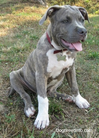Front side view - A blue-nose brindle Pit Bull Terrier puppy is sitting in grass and he is looking to the right. Its mouth is open and its tongue is out. The puppy has a lot of extra skin.