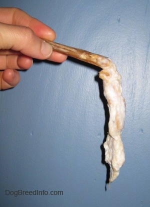Close up - A half chewed up soggy bully stick being held up against a blue wall.
