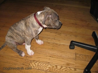 A blue-nose Brindle Pit Bull Terrier puppy is sitting on a hardwood floor and he is looking down at the feet of a black computer chair.