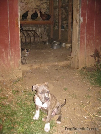 A blue-nose Brindle Pit Bull Terrier puppy is sitting in front of a red barn and he is looking to the right. There are chickens and a cat in the barn.