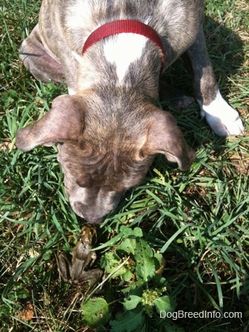 The back of a blue-nose Pit Bull Terrier puppy in grass nosing a frog in front of him.