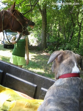 A girl in green is standing behind a yawning horse. The back of a blue-nose Brindle Pit Bull Terrier puppy is sitting in the back of a John Deere Gator watching.