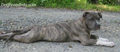 Side view - A blue-nose Brindle Pit Bull Terrier puppy is laying stretched out across gravel.