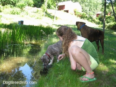 A girl in green is squatting next to a blue-nose Brindle Pit Bull Terrier puppy that is drinking water out of a pond. There is a brown brindle Boxer that is looking across the field at a red barn.