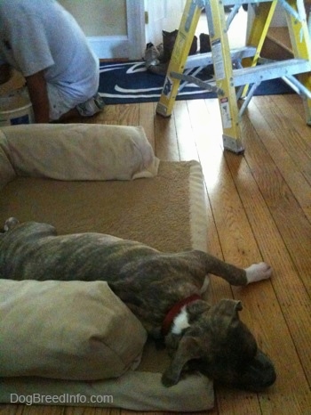 A blue-nose Pit Bull Terrier is sleeping on his side in a dog bed. In the background there is a person kneeling and painting. There is a small yellow ladder behind him.