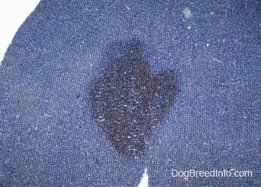 Close up - Pee stain on a blue rug.