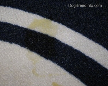 Close up - A Pee stain on a Penn State University rug.