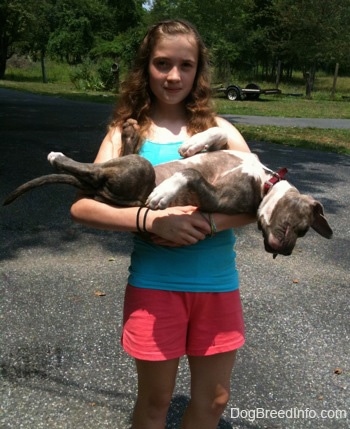 A girl in a blue shirt is holding a sleeping blue-nose Pit Bull Terrier puppy belly-up in her arms outside in a driveway.
