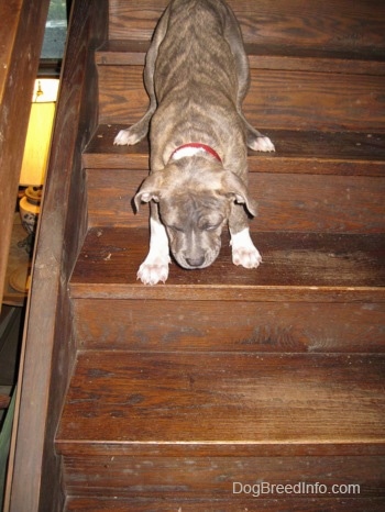 A blue-nose Brindle Pit Bull Terrier puppy is coming down a wooden staircase.