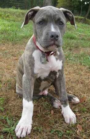 A blue-eyed, blue-nose brindle Pit Bull Terrier puppy is sitting in brown grass looking forward.