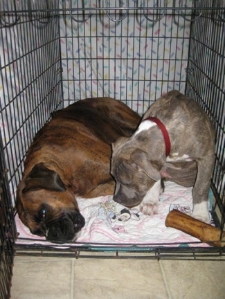 A brown brindle Boxer is laying on his side in a dog crate and next to him is a blue-nose Brindle Pit Bull Terrier puppy who is looking down at the Boxer's face. There is a dog bone next to the puppy's front paw. The crate has a mini mouse blanket lining the bottom and it is covered in a white sheet.