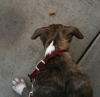The back of a blue-nose Bindle Pit Bull Terrier puppy sniffing a cigarette butt on a street.