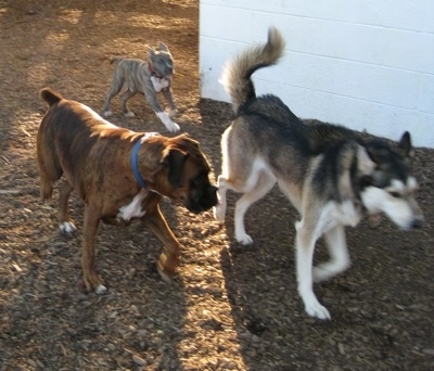 A brown brindle Boxer is running alongside a Husky and behind them is a blue-nose Brindle Pit Bull Terrier puppy.