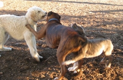 A blue-nose Brindle Pit Bull Terrier puppy is running into the backside of a brown brindle Boxer. The Boxer is pawing at a cream Goldendoodle dog that is standing in front of him.