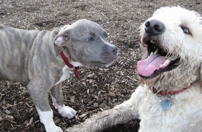 A blue eyed, blue-nose Brindle Pit Bull Terrier puppy is sniffing the face of a cream Goldendoodle.