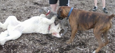 A Goldendoodle is laying on its back and a blue-nose Brindle Pit Bull Terrier is standing over top of the Goldendoodle. There is a brown brindle Boxer looking down at the Goldendoodle.
