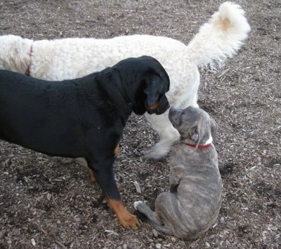 A Rottweiler is standing adjacent to a Goldendoodle and it is looking down at a blue-nose Brindle Pit Bull Terrier puppy that is sitting.
