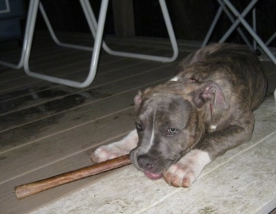 A blue-eyed, blue-nose Brindle Pit Bull Terrier puppy is laying down on a hardwood porch chewing on a bully stick.