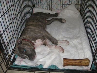 A blue-nose Brindle Pit Bull Terrier puppy is laying on his right side in a crate and he is looking forward. There is a bone in the front corner of the crate.