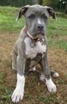 A blue-nose brindle Pit Bull Terrier puppy is sitting in grass and he is looking forward. There is brown grass under it.