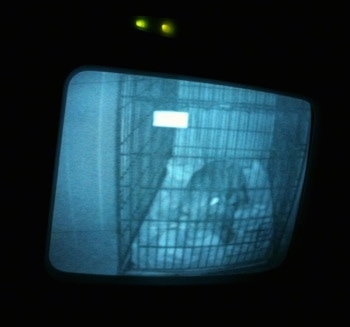 A video monitor of a blue-nose Brindle Pit Bull Terrier puppy that is sleeping in a dog bed.