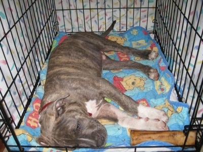 A blue-nose Brindle Pit Bull Terrier puppy is laying on his right side in a crate on top of a Winnie the Pooh blanket. There is a bone in the corner next to his front paws.
