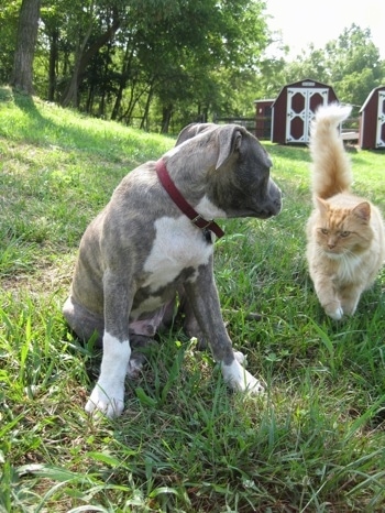 A blue-nose Brindle Pit Bull Terrier puppy is sitting in grass and he is turned to look at an orange and white cat that is walking towards him.