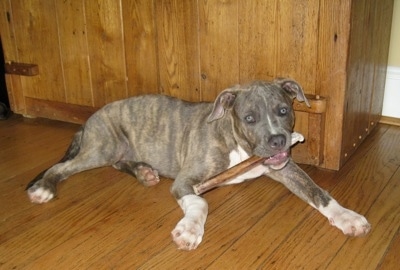 A blue-nose Brindle Pit Bull Terrier puppy is laying on a hardwood floor with a bully stick bone in his mouth.