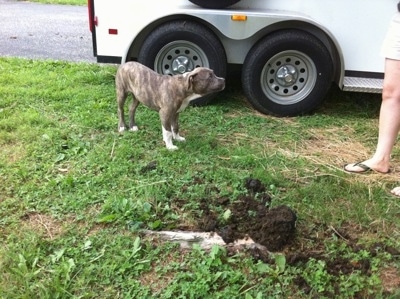 A blue-nose Brindle Pit Bull Terrier puppy is standing in grass next to a white horse trailer and he is looking up at the person to the right of him.