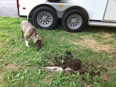A blue-nose Brindle Pit Bull Terrier puppy is standing in grass eating horse poop next to a white horse trailer.