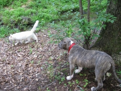 A blue-nose Brindle Pit Bull Terrier puppy is standing outside near a tree and he is looking at a white cat walk by.