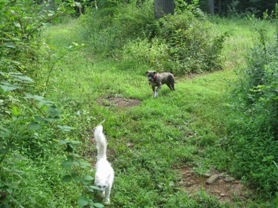 A white cat is walking down a path in a forested area. There is a blue-nose Brindle Pit Bull Terrier puppy following behind the cat.