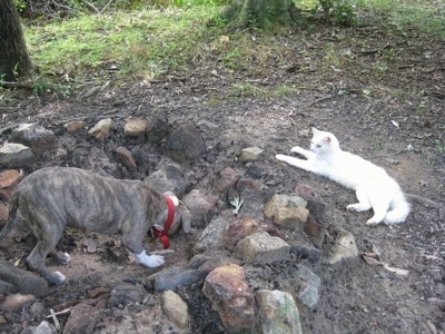 A blue-nose Brindle Pit Bull Terrier puppy is standing in a rock pit and there is a white cat laying down watching.