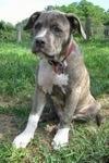 A blue-nose brindle Pit Bull Terrier puppy is sitting in medium sized grass and it is looking to the left.