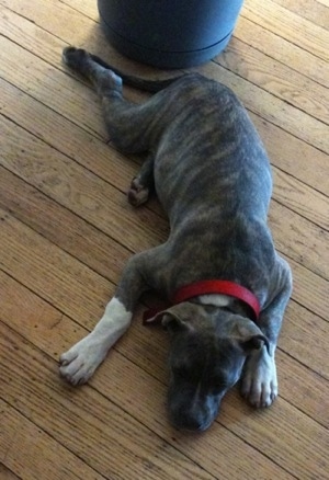 Top down view of a blue-nose Brindle Pit Bull Terrier puppy that is laying down on a hardwood floor.