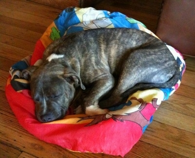 A blue-nose Brindle Pit Bull Terrier puppy is sleeping on a Looney Tunes sleeping bag.