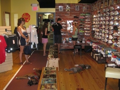 A brown brindle Boxer and a blue-nose Brindle Pit Bull Terrier are laying on their sides in a store as people shop for shoes.