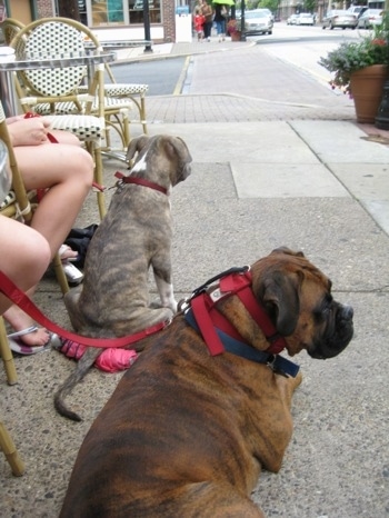 The back of a brown brindle Boxer and a blue-nose Brindle Pit Bull Terrier that is sitting on a sidewalk in front of people sitting on chairs in front of a store in town.