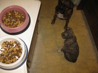 A blue-nose Brindle Pit Bull Terrier puppy and a brown brindle Boxer are sitting on a tiled floor looking up at food on an island countertop.