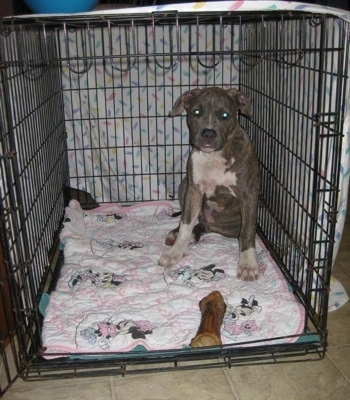 A blue-nose Brindle Pit Bull Terrier puppy is sitting on a Minnie Mouse blanket and in the back of a crate. There is a bone towards the front of the crate