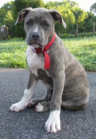Raising A Puppy 4 Months Old 17 Weeks Spencer The Pit Bull