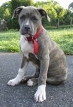 A blue-nose brindle Pit Bull Terrier puppy is sitting on a blacktop surface and he is looking forward.