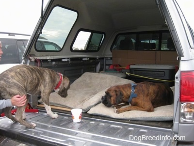 A blue-nose brindle Pit Bull Terrier puppy is being placed on the bed of a pick-up truck. Laying next to him is a brown brindle Boxer.