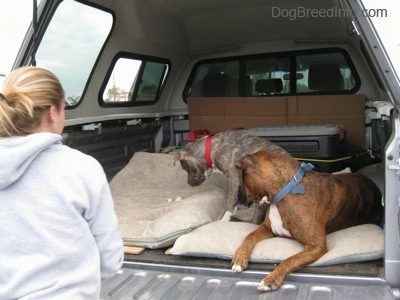 A blue-nose brindle Pit Bull Terrier puppy and a brown brindle Boxer are looking down at pieces of chicken on a dog bed in the back of a pick-up truck as a girl watches.