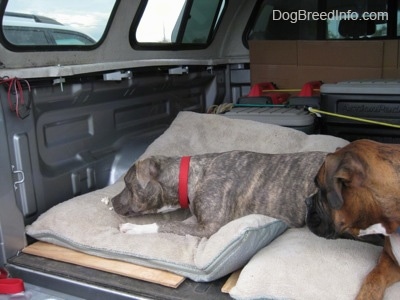 A blue-nose brindle Pit Bull Terrier puppy is laying down and eating pieces of chicken off of a dog bed in the back of a Toyota Tundra pick-up truck. There is a brown brindle Boxer looking over at the puppy.